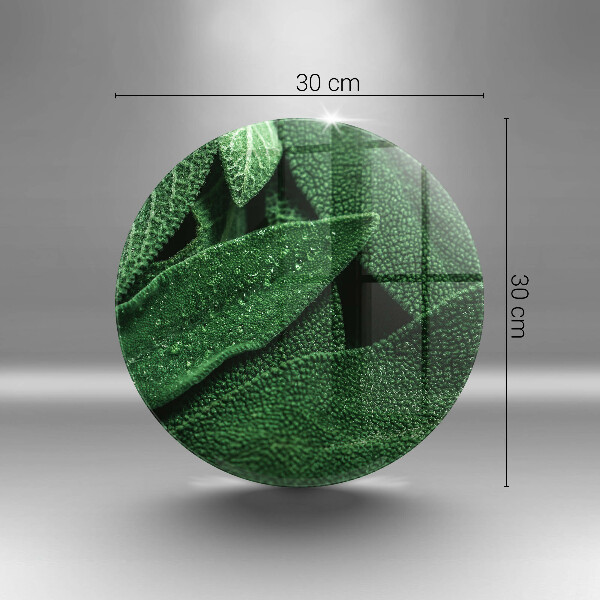 Protection plaque induction Les feuilles de la plante