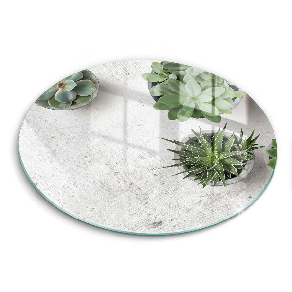 Protection plaque induction Plantes succulentes sur béton