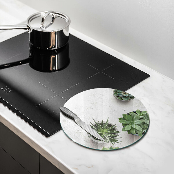 Protection plaque induction Plantes succulentes sur béton