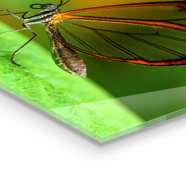 Crédence cuisine en verre Papillon sur une feuille
