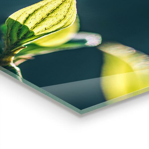 Crédence cuisine en verre Feuille brillante sur branche