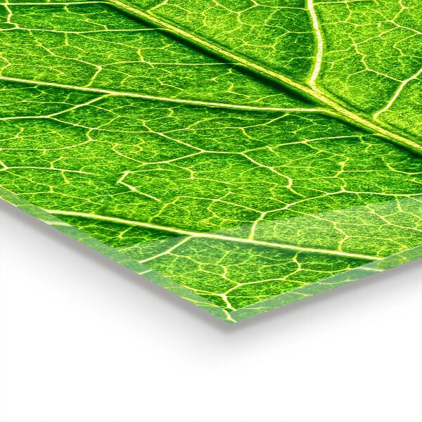 Crédence cuisine en verre Détails délicats des feuilles