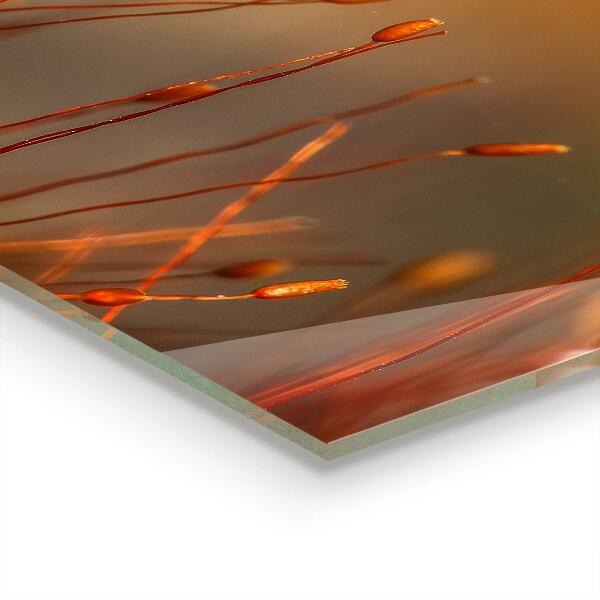 Crédence en verre avec motif Champ de céréales au coucher du soleil