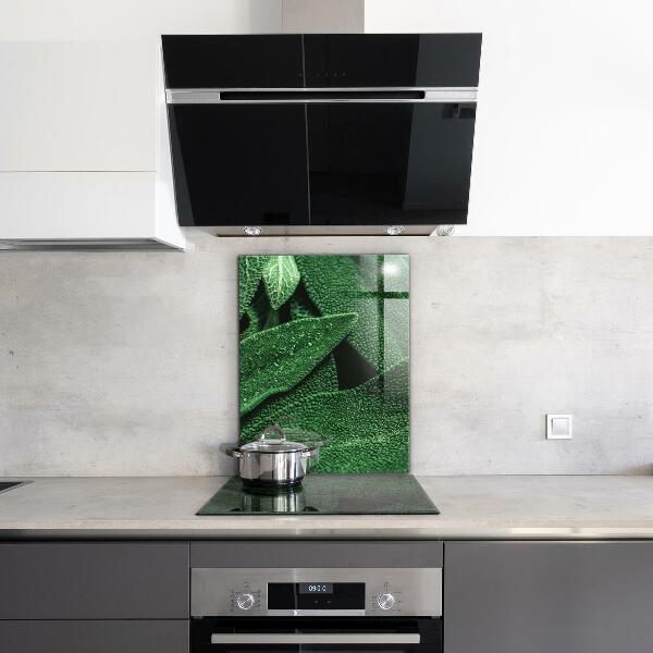 Panneau pour cuisine Feuilles vertes après la pluie
