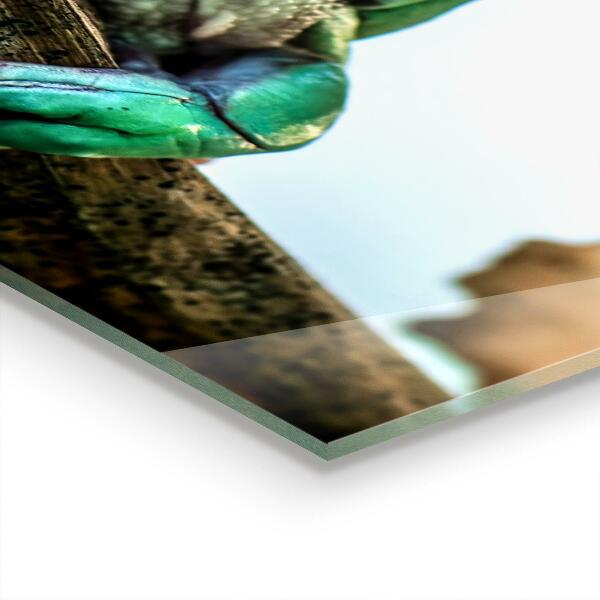 Crédence cuisine en verre Grenouille curieuse sur une feuille