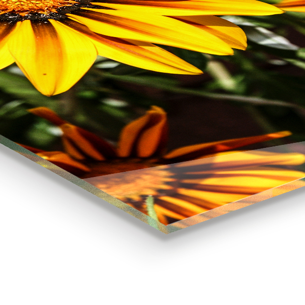 Panneau crédence cuisine Fleur jaune dans le pré