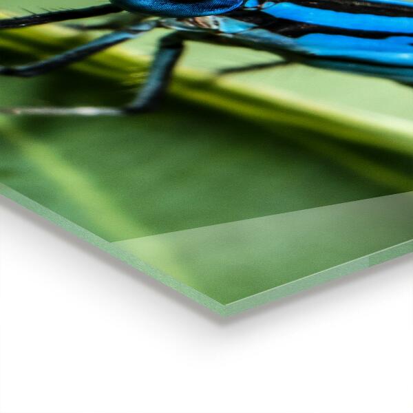 Crédence cuisine en verre Libellule sur feuille