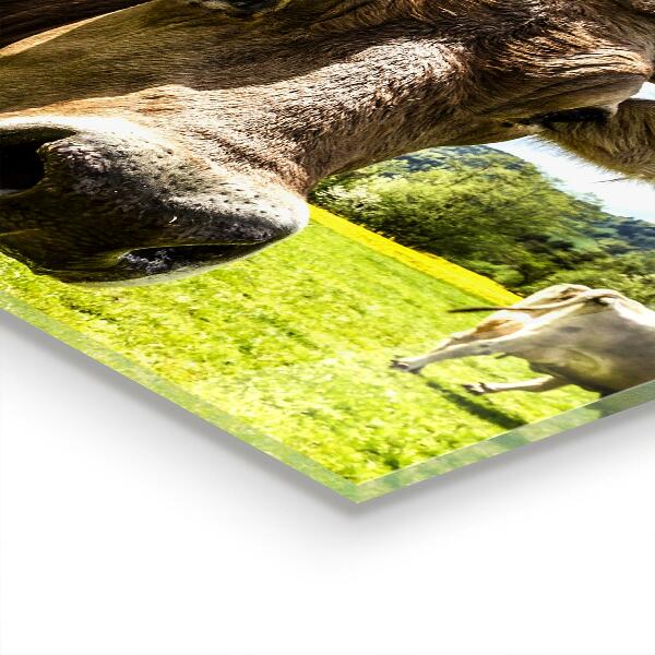 Crédence cuisine en verre Climat rural krowa pole