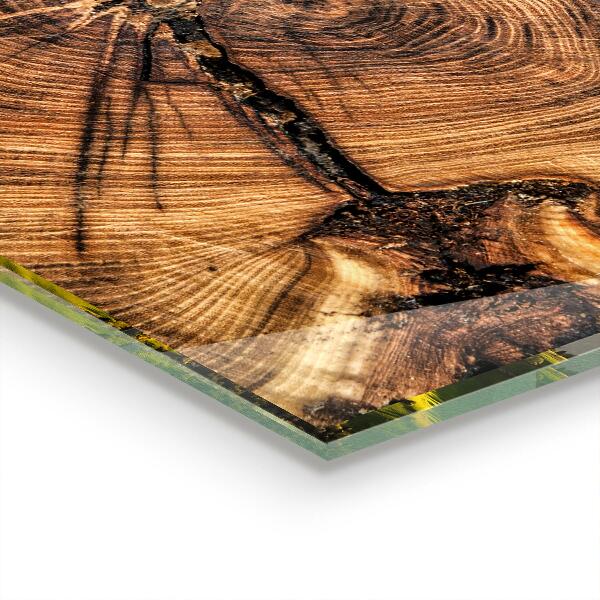 Crédence en verre Texture du tronc