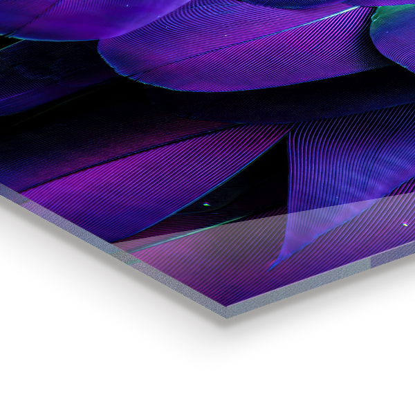 Crédence en verre Plumes d'oiseaux exotiques