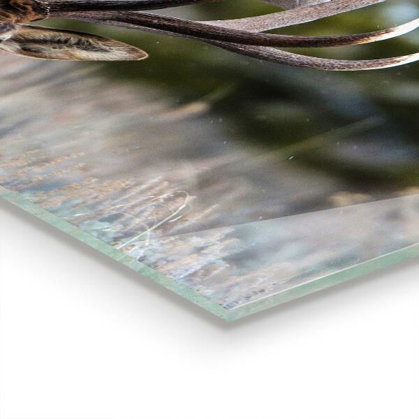 Crédence cuisine en verre La faune des cerfs