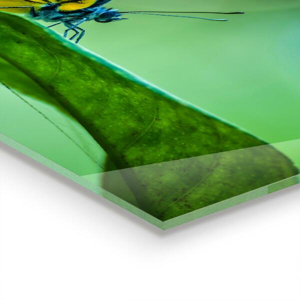 Crédence cuisine en verre Papillon posé sur une feuille