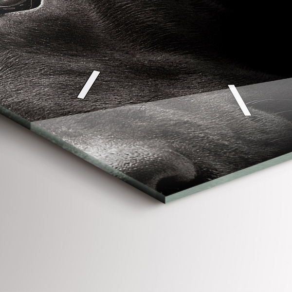 Horloge rectangulaire horizontale Chien et chat Scottish Fold